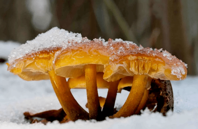 Winterpilze